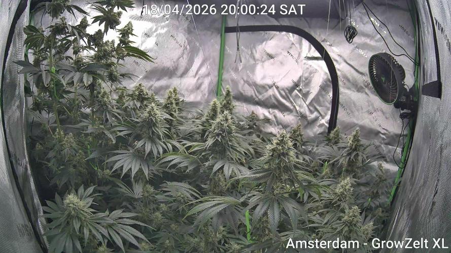 null by Grow_Mary_Green