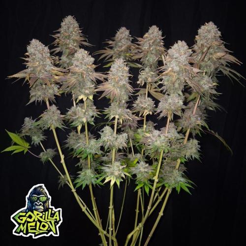 null by Grow_Mary_Green
