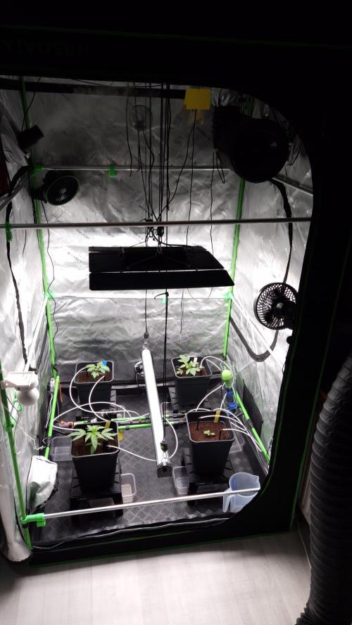 null by Grow_Mary_Green