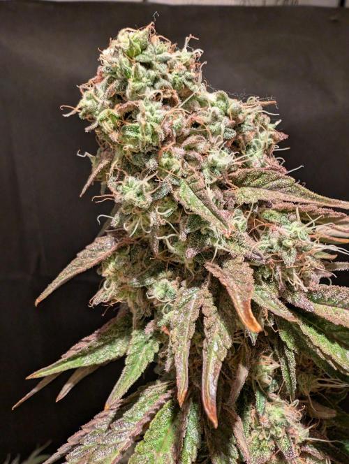 null by GoodTimesOrganics