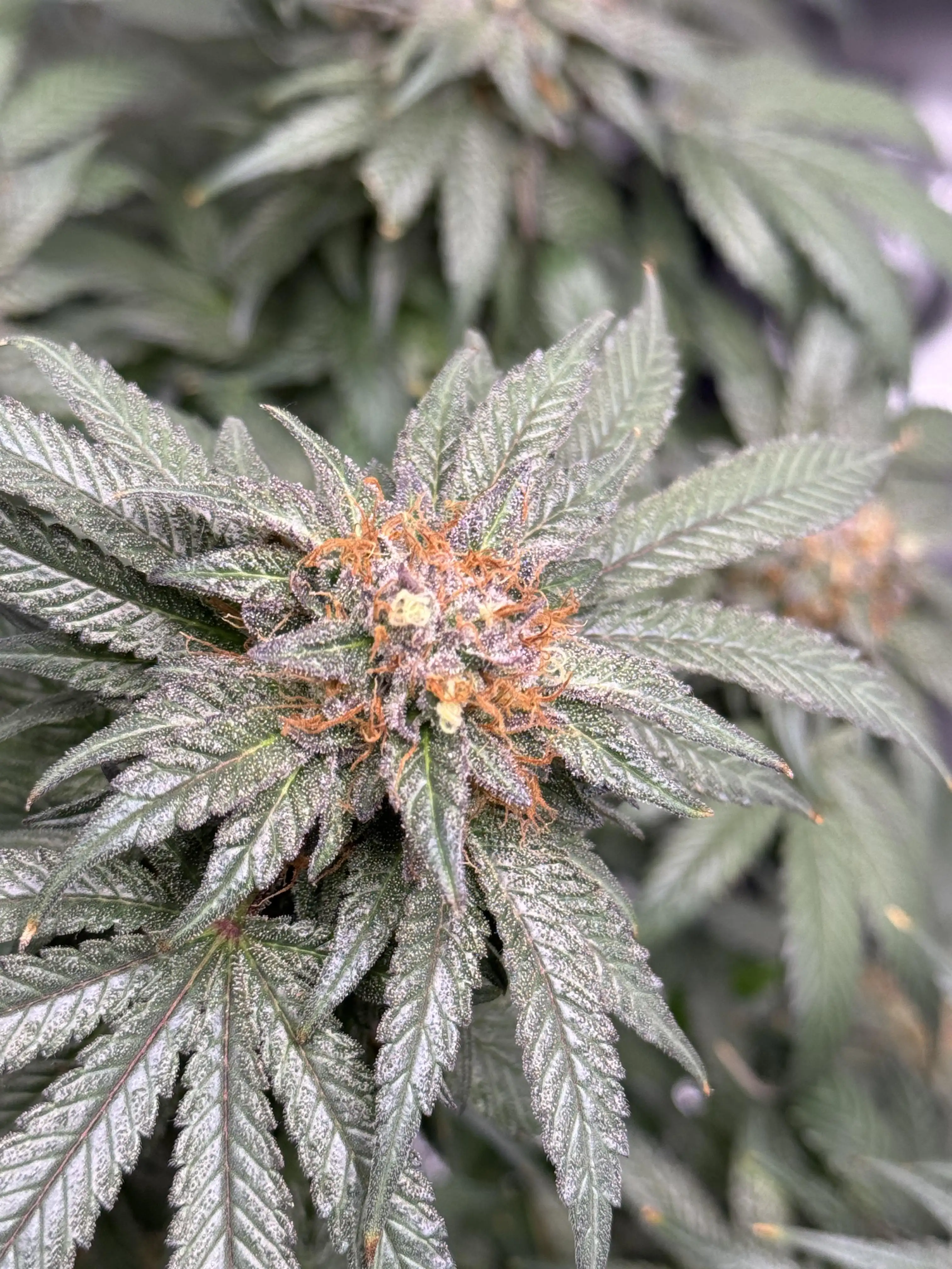 Dukegrow4