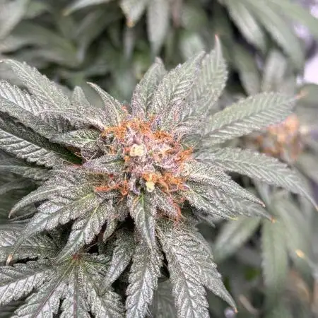 Dukegrow4