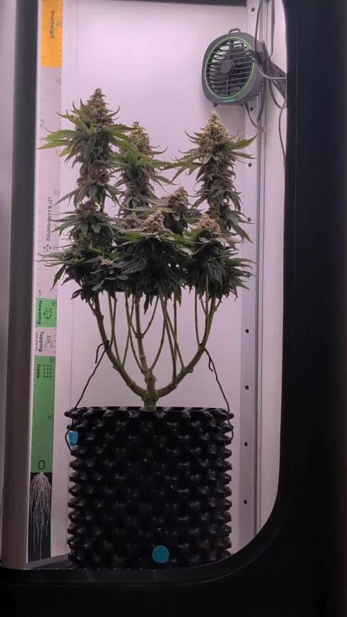 null door Pheno_Minds