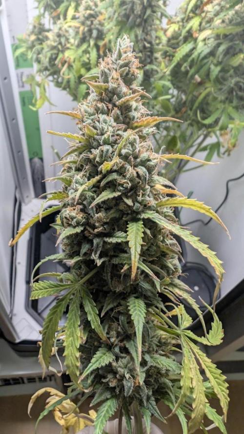 null by Pheno_Minds
