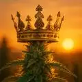 grow_king