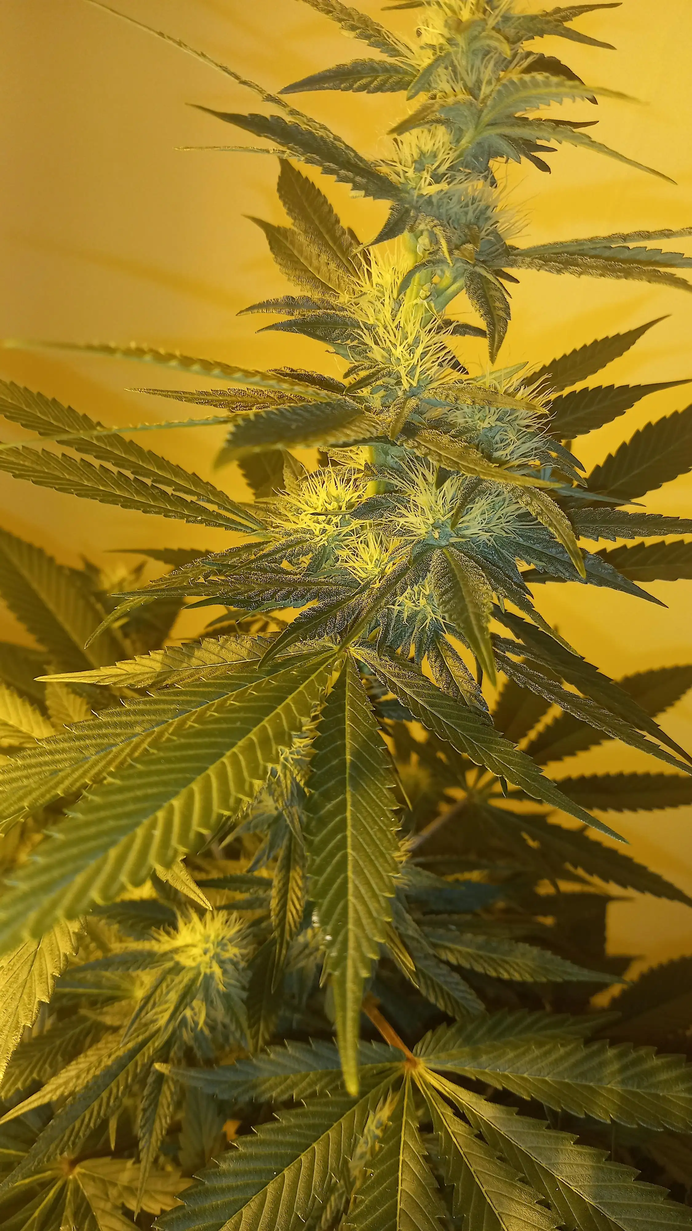 Cupboardgrowuk