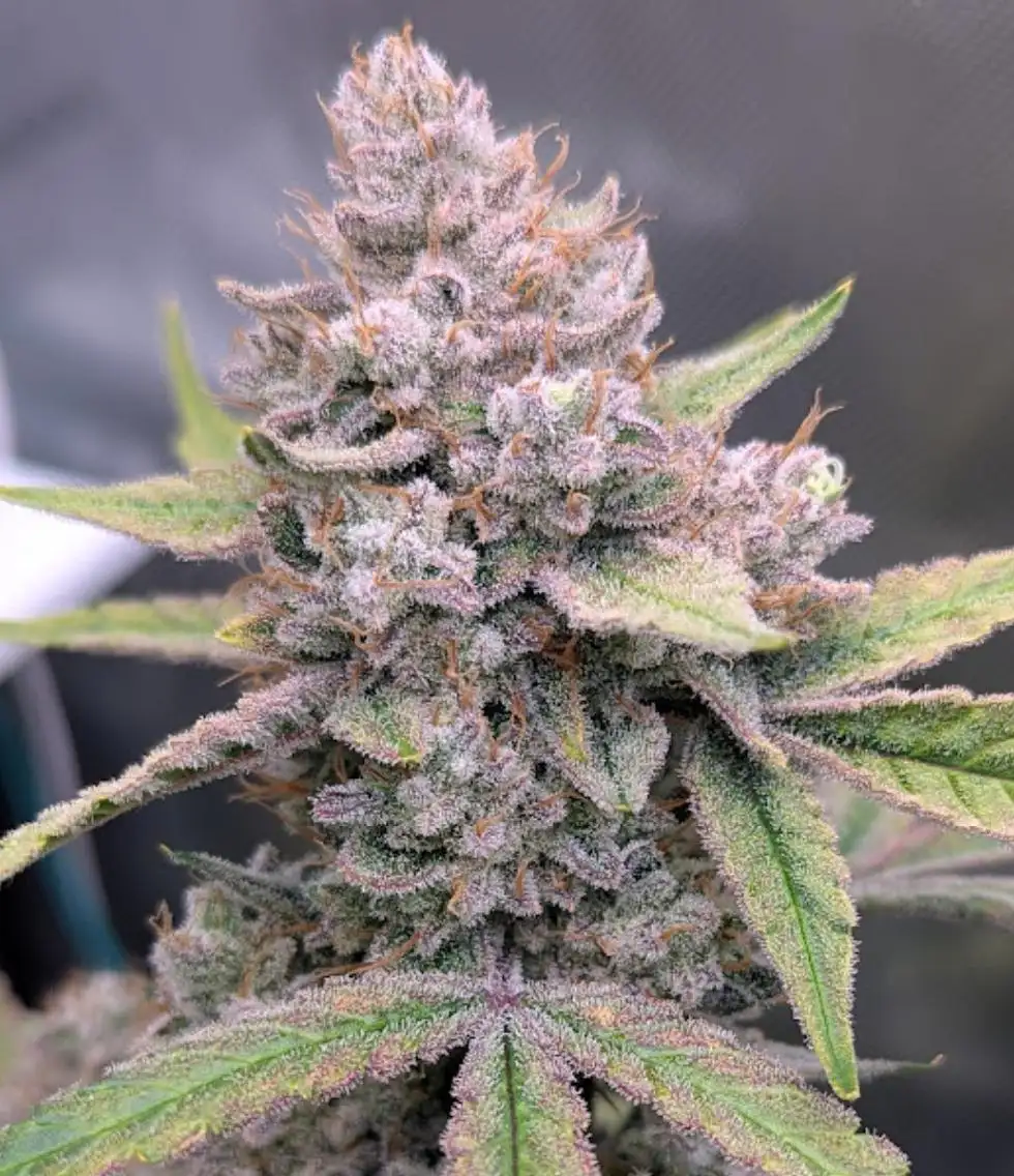 BToke