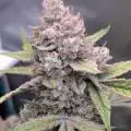 BToke