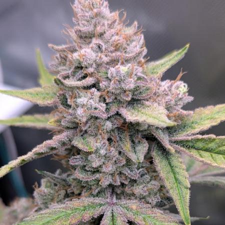 BToke