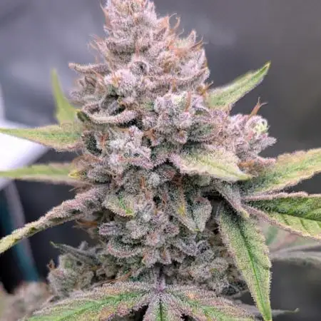 BToke