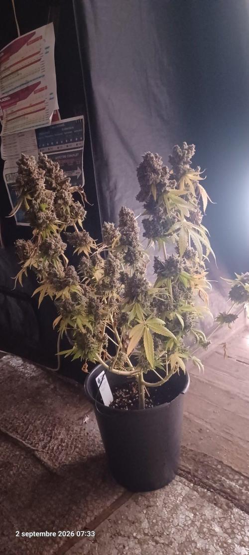 null by Cooky_420L