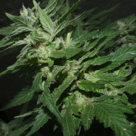GreenLupinCWB