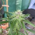 Harry_Pothead