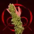 Harry_Pothead