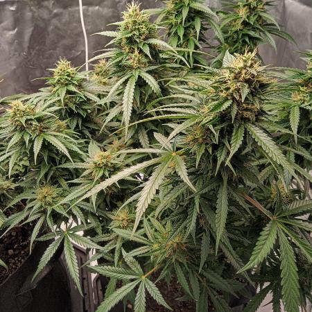 ProlificGrowth410