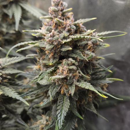SpaceHaze123