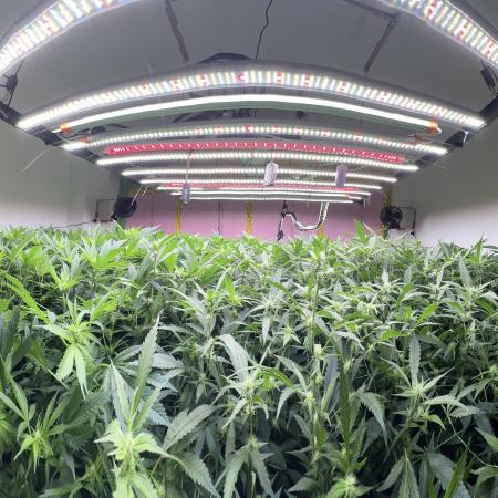 BusyWithBuds