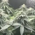 greenpee42