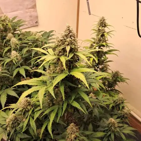 willy1169auto