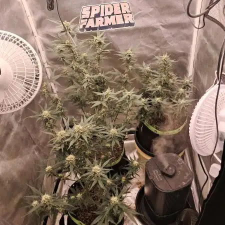 willy1169auto