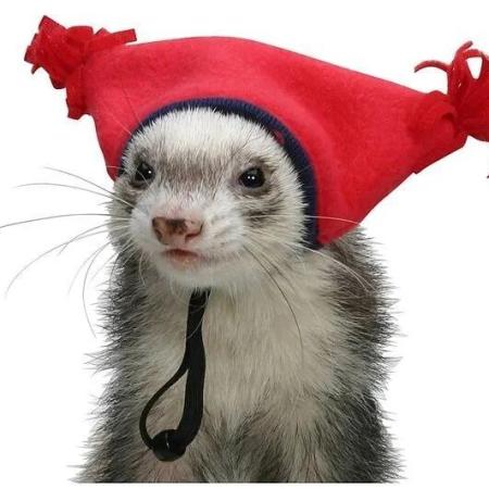 Furet