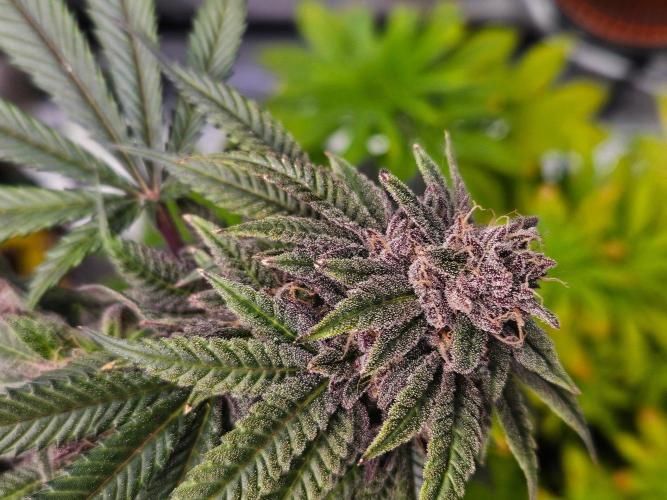 null by Inside_growlab