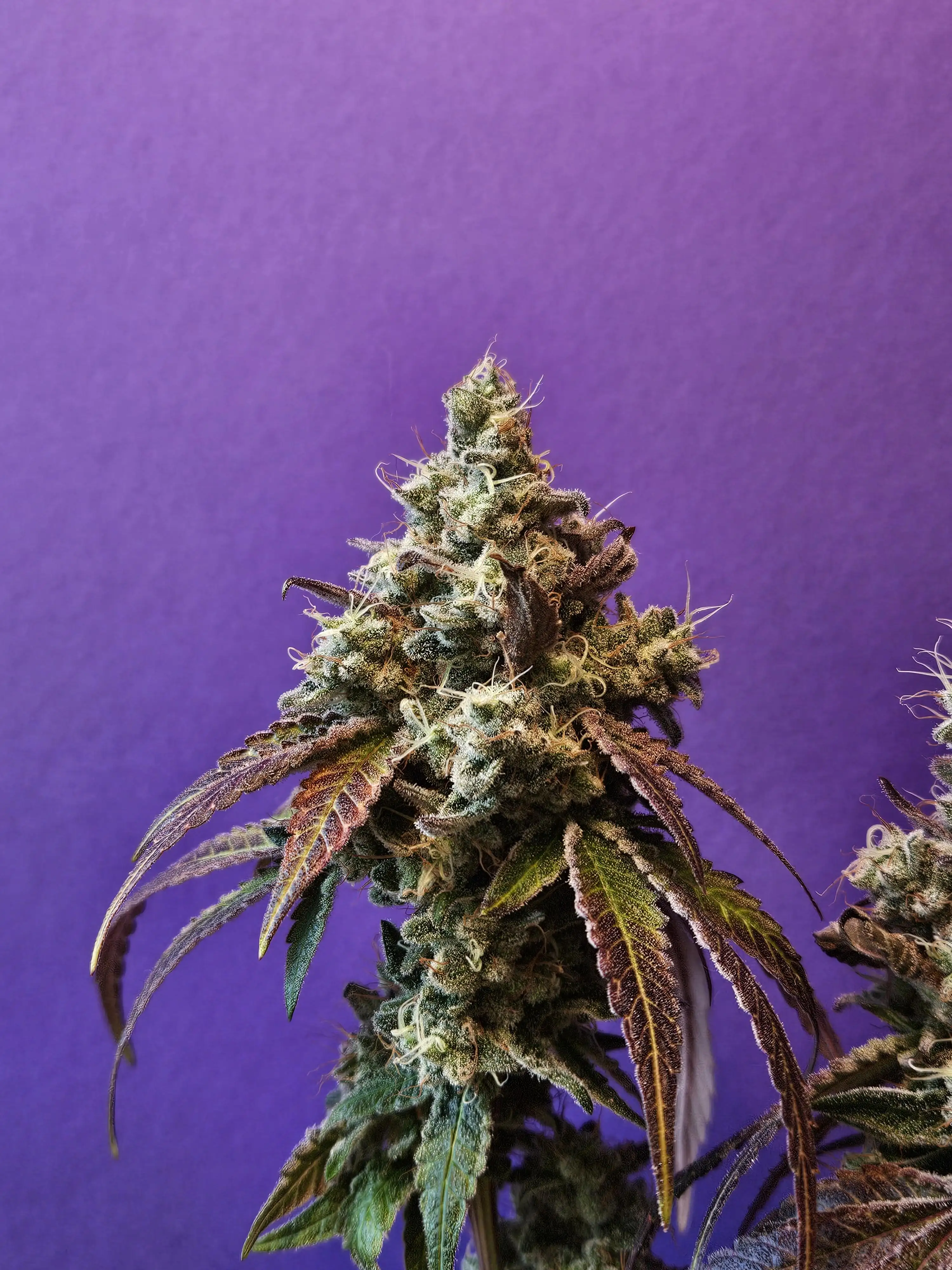 Inside_growlab