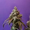 Inside_growlab