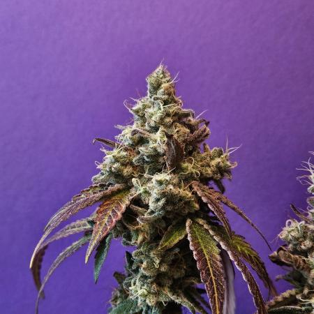 Inside_growlab