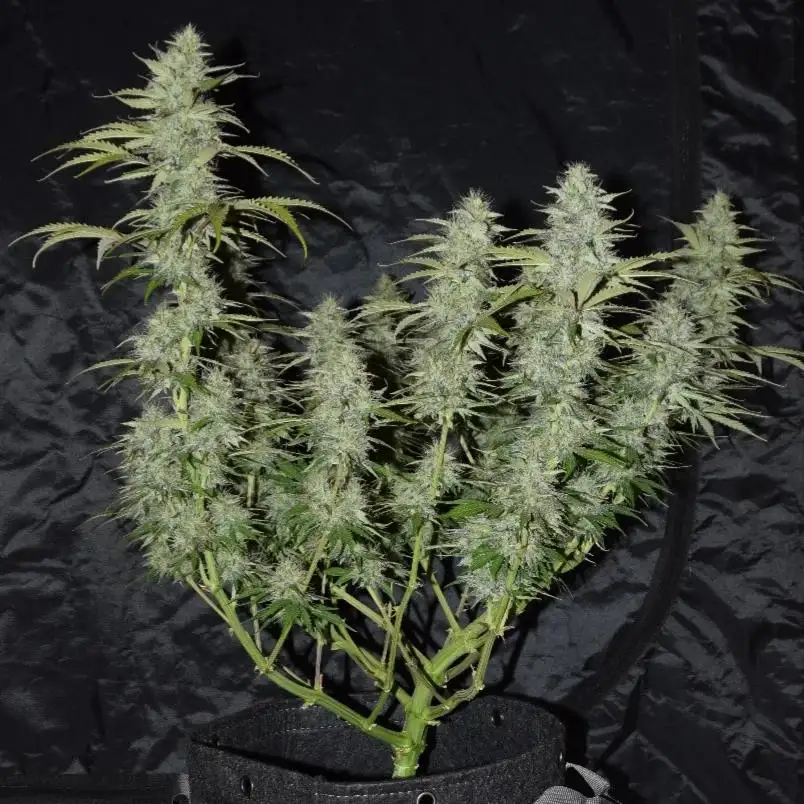 Hybridus_growus