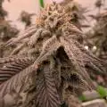 KellerGrowTv