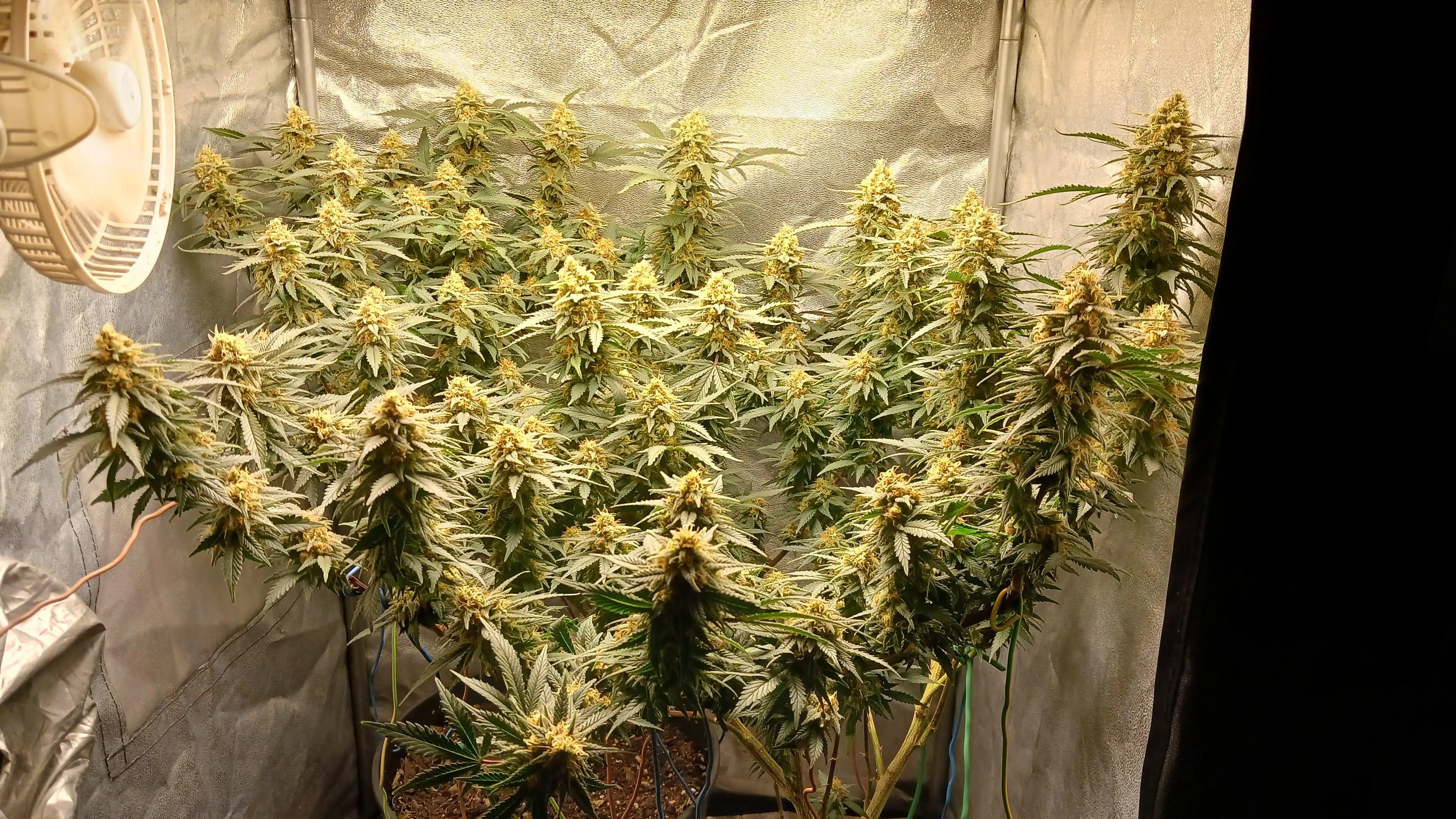 TRASHGROW