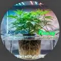 LetsDiyGrow