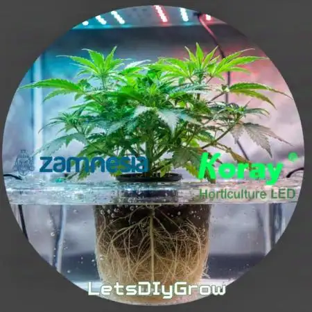 LetsDiyGrow
