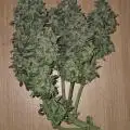 GANJAT