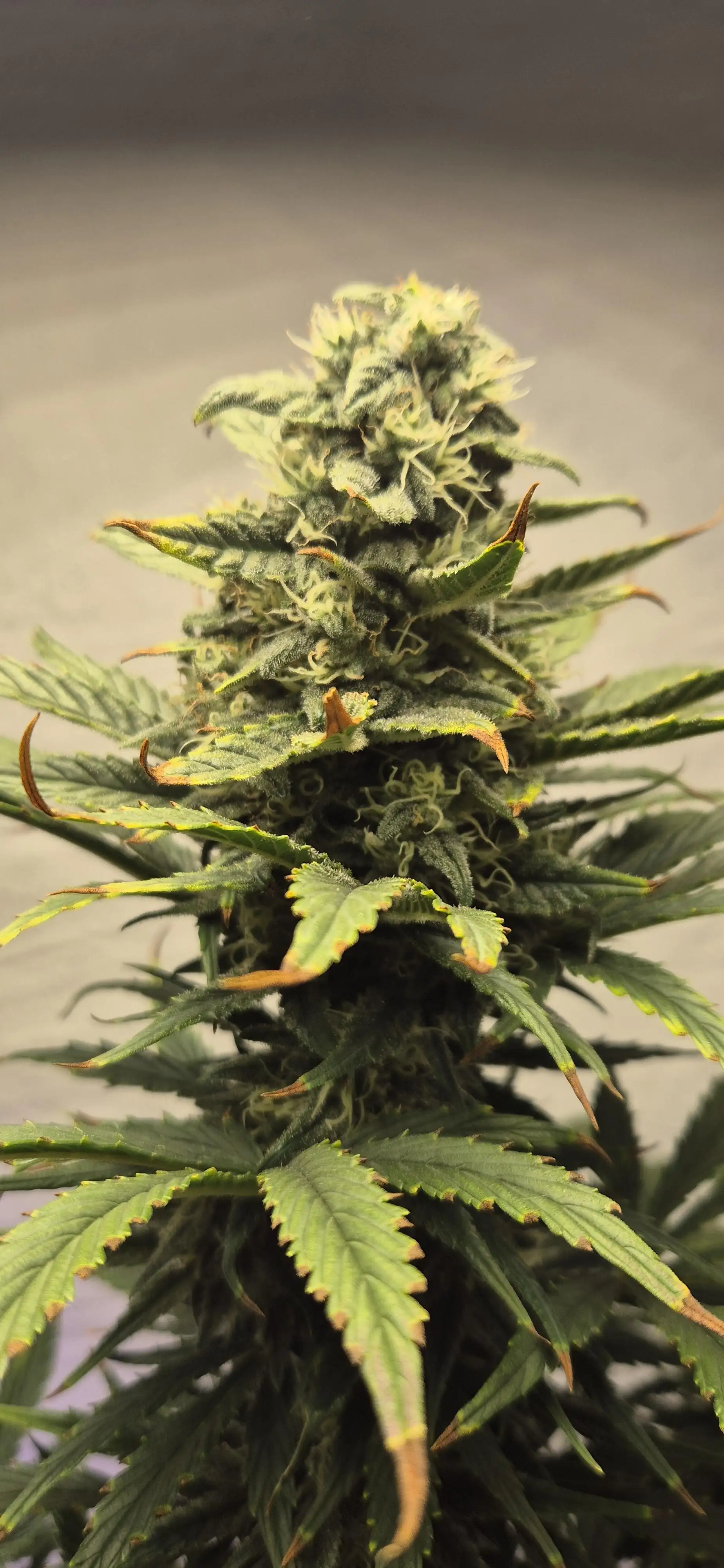 GANJAT