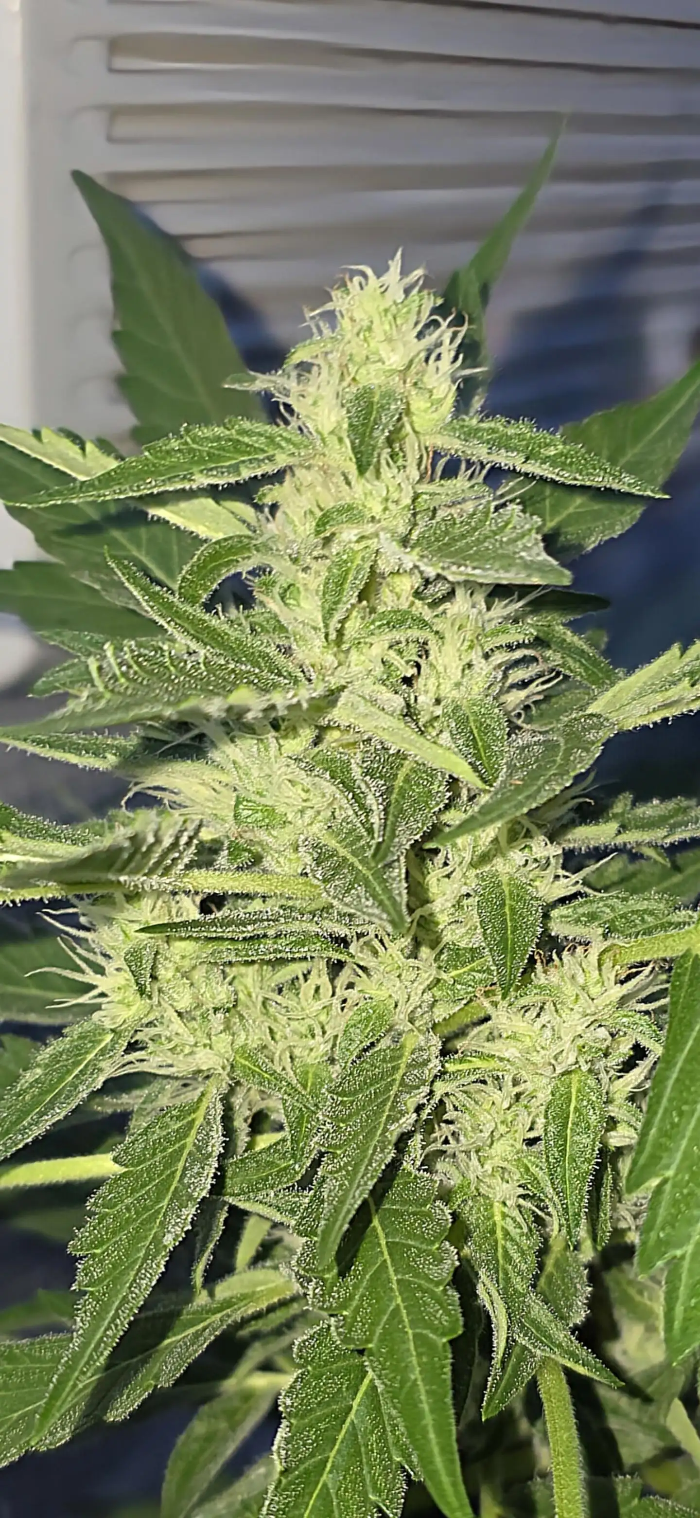 Terpenstein