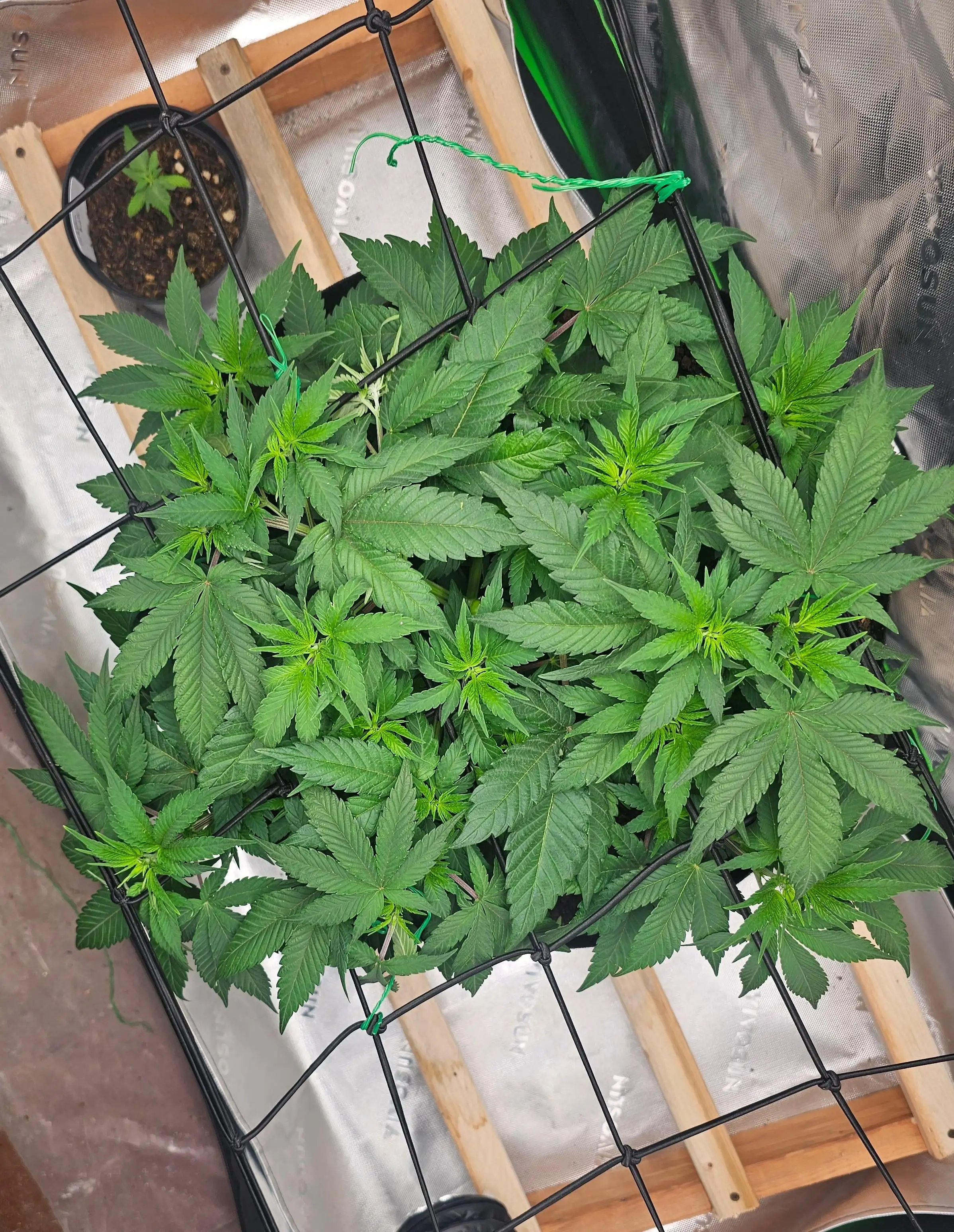 Obi_Wan_Bee_Growin