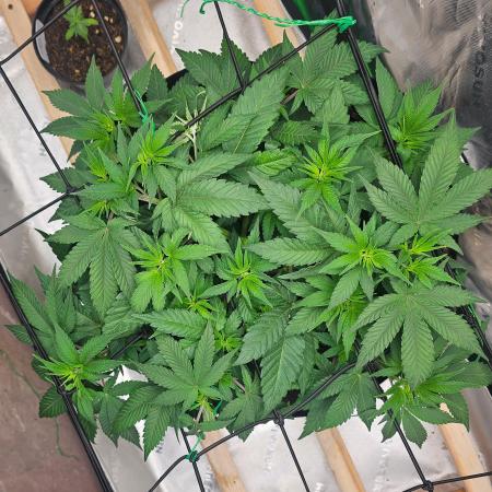 Obi_Wan_Bee_Growin