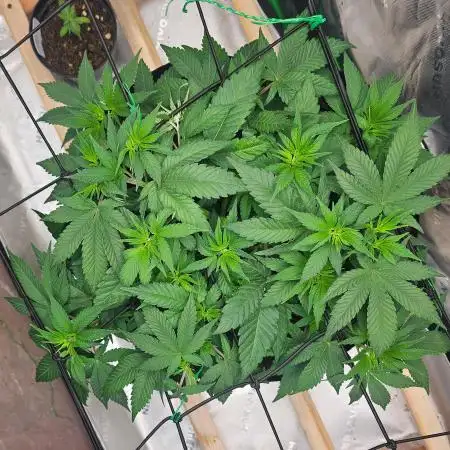 Obi_Wan_Bee_Growin