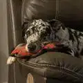 MollysVision
