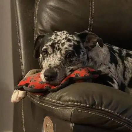 MollysVision