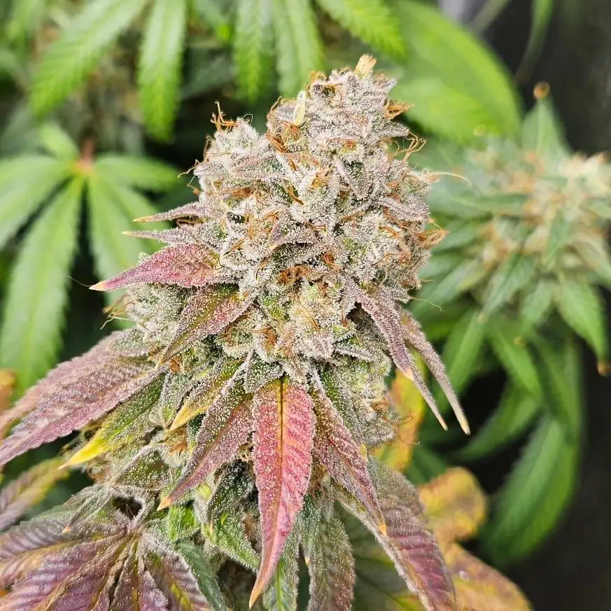 Punkndrublic187
