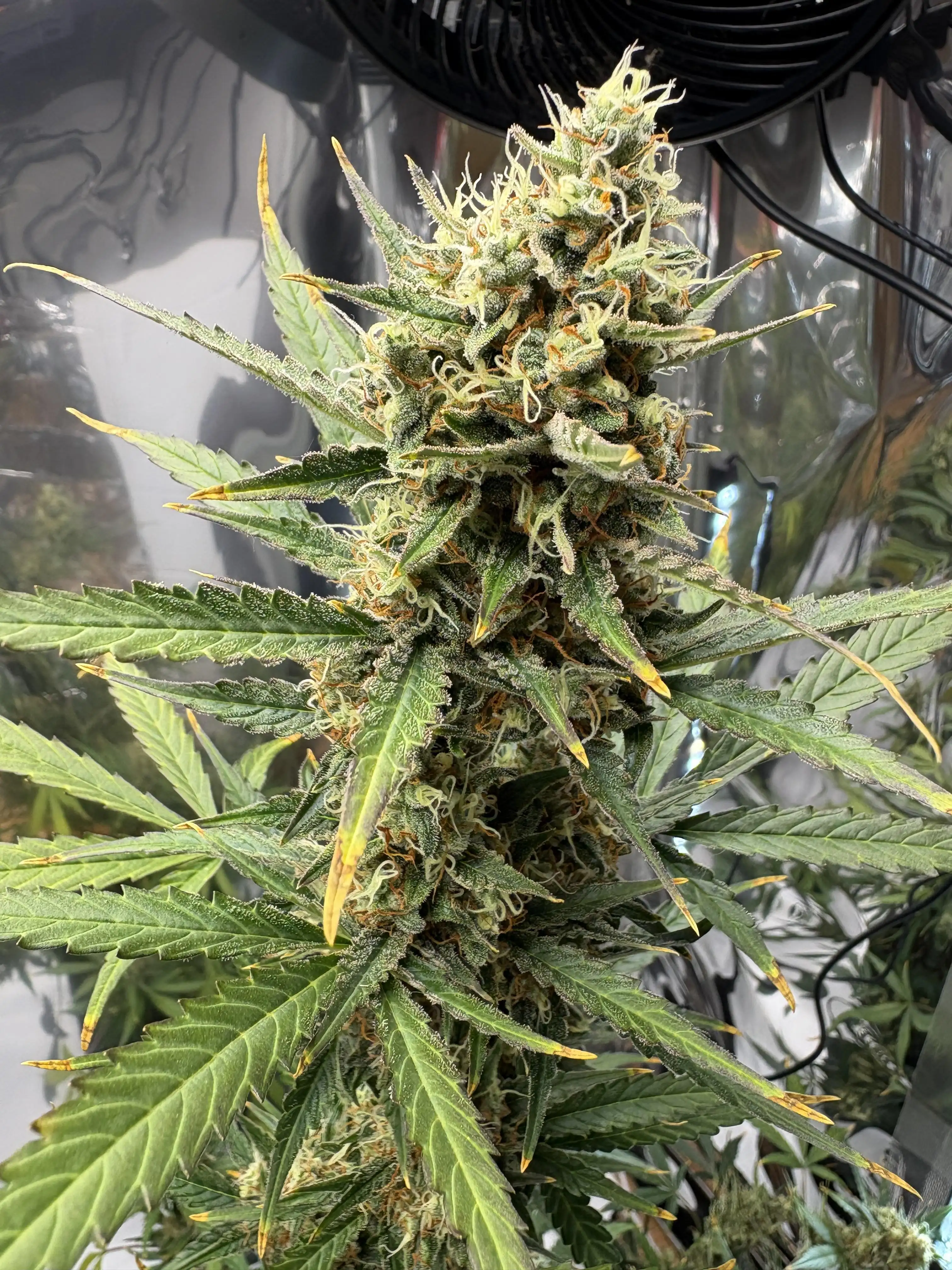 BossberryFarms