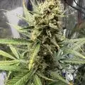 BossberryFarms