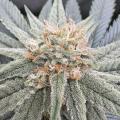 BossberryFarms