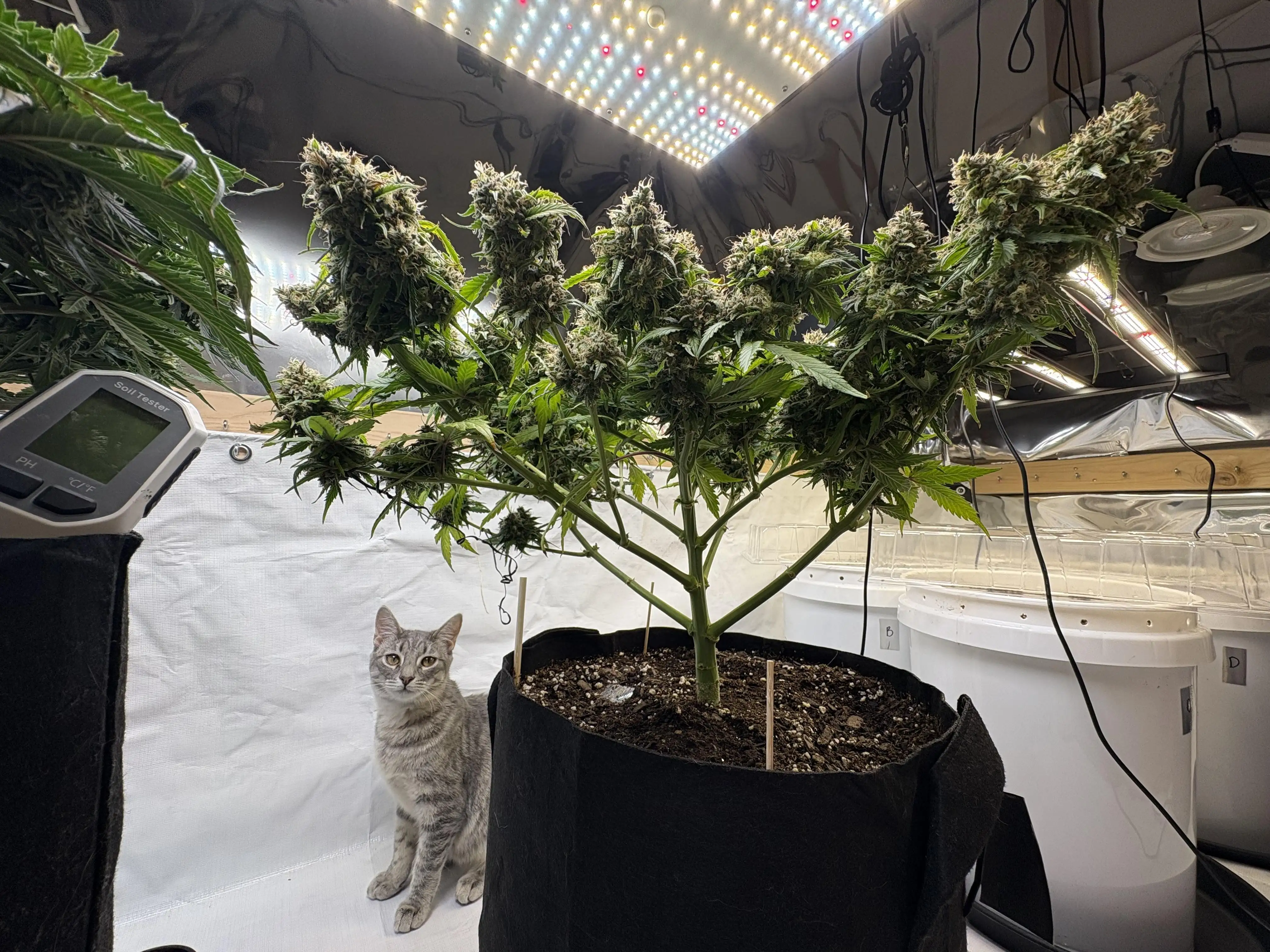 BossberryFarms