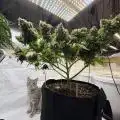 BossberryFarms