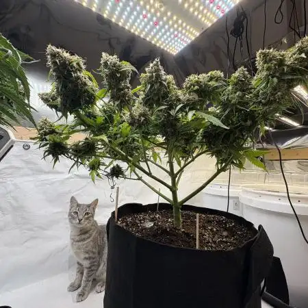 BossberryFarms