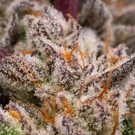 LoopyTerps
